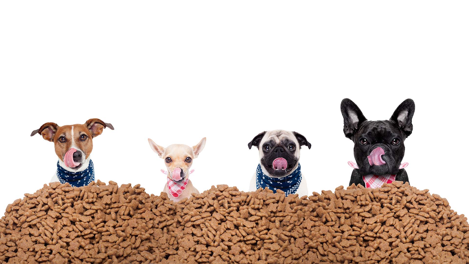 Alles für Tiere - Hundefutter im Sortiment