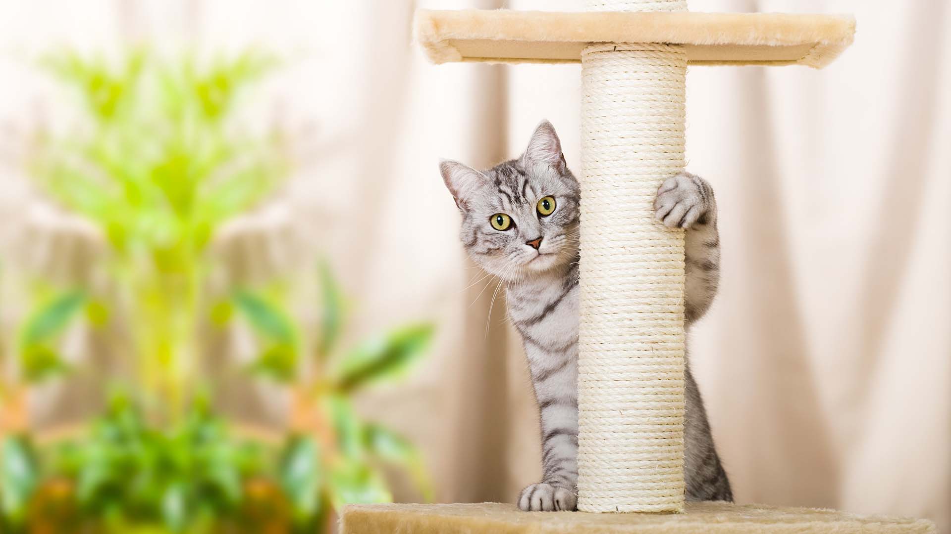 Alles für Tiere - Katzenzubehör im Sortiment