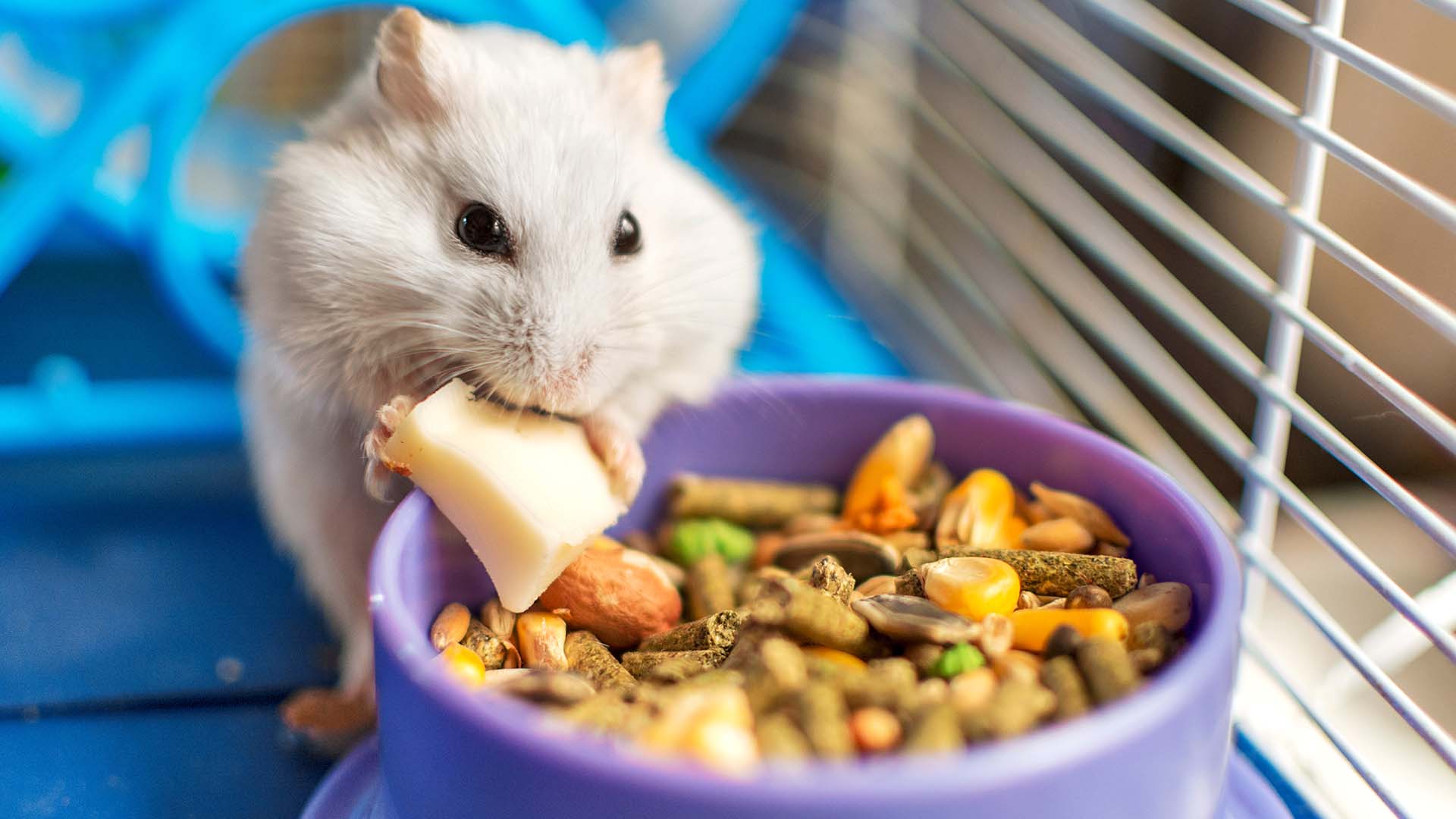 Alles für Tiere - Nagerfutter im Sortiment