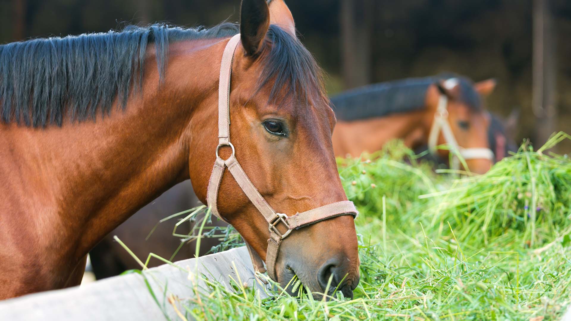 Alles für Tiere - Pferdefutter und Zubehör im Sortiment